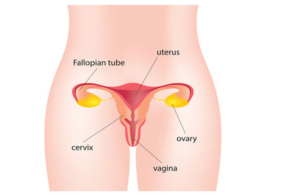 Vaginal Surgery